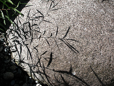 willow shadow on granite